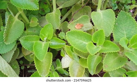 The Bunch Of Ajowan Caraway Leaves