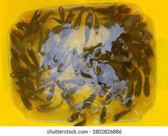 A Bunch Of Alive Minnows Inside A Yellow Bucket