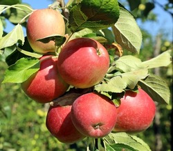 Bunch Of Almost Ripe Fuji Apples Hanging On The Branch. Closeup.