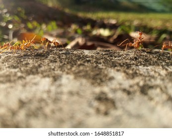 A bunch of ants are working. This is a macro image, it is focused on the selected and the blurred background.