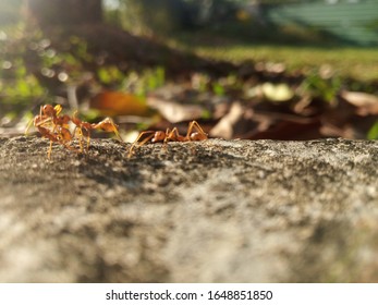 A bunch of ants are working. This is a macro image, it is focused on the selected and the blurred background.