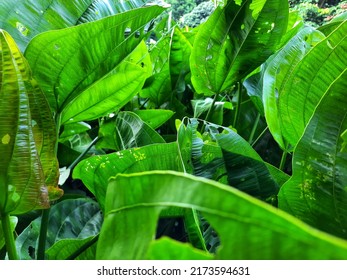 Bunch Of Aquatic Plant Leaves.