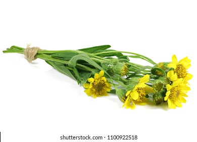bunch of arnica montana isolated on white background