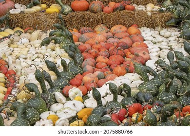 A Bunch Assorted Gourds, Zucchini, Pumpkin And Winter Squash
