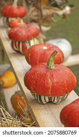 A Bunch Assorted Gourds, Zucchini, Pumpkin And Winter Squash
