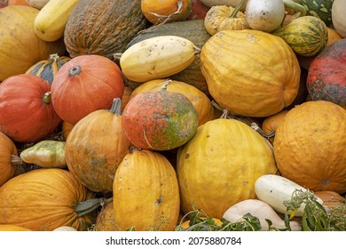 A Bunch Assorted Gourds, Zucchini, Pumpkin And Winter Squash
