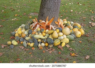 A Bunch Assorted Gourds, Zucchini, Pumpkin And Winter Squash
