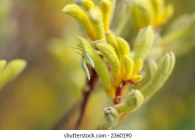 a bunch of the australian native plant Kangaroo Paws in yellow color