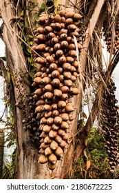 A bunch of babassu coconut, in the palm itself, drupaceous fruits with edible seeds from which an oil is extracted, in the north and northeast regions of Brazil