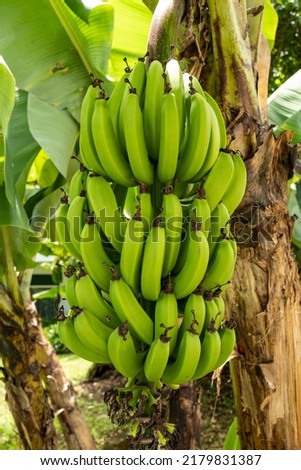 bunch of banana fruits Musa in Costa Rica public park
