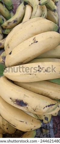 A bunch of bananas is a hanging cluster of bananas that grow in tiers, or 