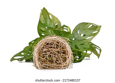 Bunch Of Bare Water Roots Of Tropical Monstera Houseplant On White Background