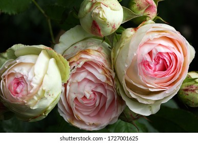 A Bunch Of Beautiful White And Pink Vintage English Roses Growing In The English Cottage Garden, Closeup.