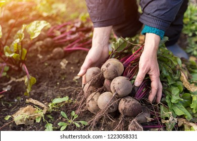 Bunch of Beetroot harvest in farmer hands - Powered by Shutterstock