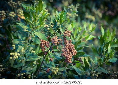 bunch of berries in a native tree in a forest with deep green leaves 