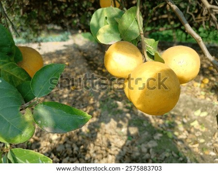 Bunch of big sized   Lemon hanging on Lemon tree.Botanical name is Citrus maxima (Burm. f.) Osbeck. Common english names are Pamelo, Pomelo, Pommelo, Jabong, Shaddock, Chinese fruit, etc

Hindi 