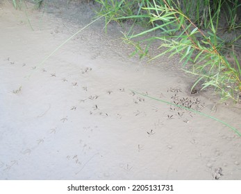 A Bunch Of Bird Tracks In The Sand