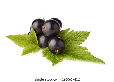 Bunch of blackcurrant with leaves on white background