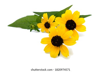 Bunch Of Blackeyed Susan Flowers