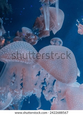 A bunch of blubber jellyfish