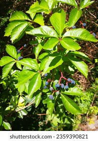 Bunch of blue berries of Virginia creeper or Boston ivy (Parthenocissus quinquefolia, five-leaved or grape ivy) and bright shiny green leaves of the creeping plant in sunlight