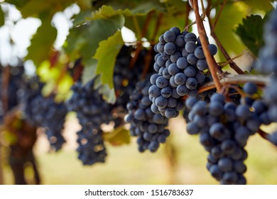 Bunch of blue grapes hanging on autumn vineyard - Powered by Shutterstock