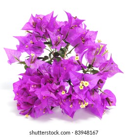 17,210 Bougainvillea Flowers Isolated Stock Photos, Images 