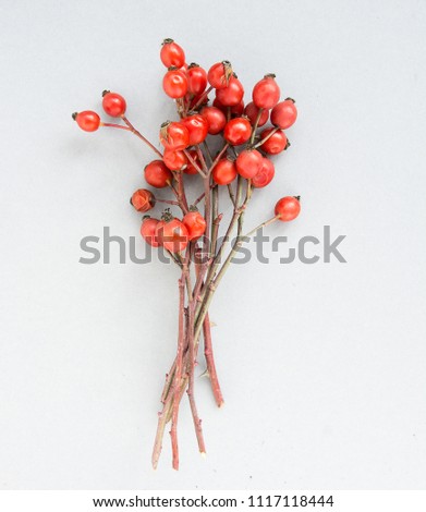 bunch branch Rosehips, types Rosa canina hips, essential oil. Medicinal plants and herbs composition