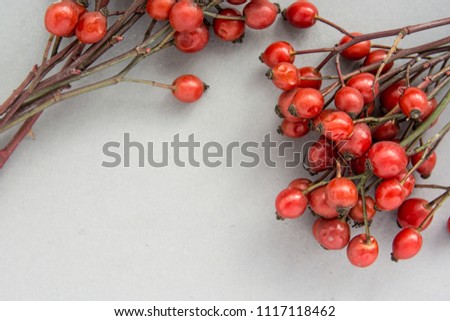 bunch branch Rosehips, types Rosa canina hips, essential oil. Medicinal plants and herbs composition