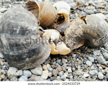 A bunch of broken snail shells reveal patterns inside. close up view of shell on gravel