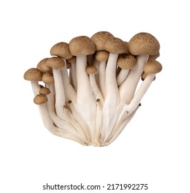 A bunch of brown honey agaric mushrooms isolated on white background. - Shutterstock ID 2171992275