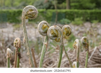 A bunch with brown tips. Royal Fern - Osmunda regalis are twisted and curled up, giving the impression of a dried up plant - Powered by Shutterstock