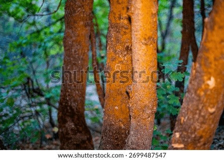 A bunch of brown tree trunks in a forest