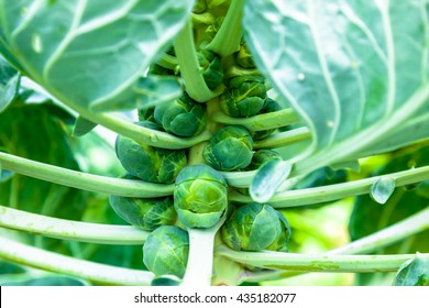 Bunch of brussels sprouts in a brunch on a white background