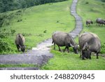 Bunch of buffalo eating on the grassland of Taoyuan valley next to the hiking trail, in Yilan, Taiwan.