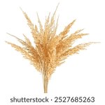 Bunch of bulrush spikelets isolated on a white background. Reed spikelets. Wild spikes.