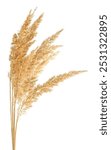 Bunch of bulrush spikelets isolated on a white background. Reed spikelets. Wild spikes.