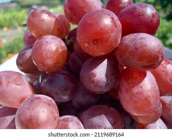 Bunch Of Burgundy Grapes. Close-up (grade Red Globe). Healthy Snack, Summer Berries. Winemaking, House Wine.