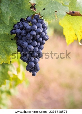Bunch of the Cabernet Franc grape with leaves at blur background with free space for text. Ripe cluster of black wine grape on vine, close up view, vertical format.