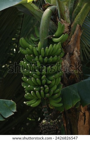 bunch of canary bananas in Tenerife