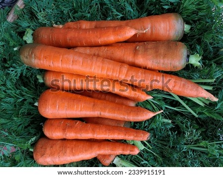 Bunch of carrots on it's leaves