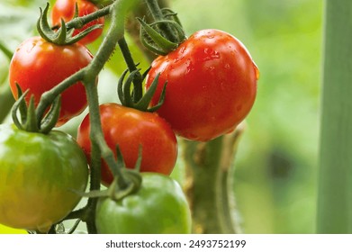 Bunch of cherry tomatoes ripening beautifully outdoors with water droplets (Natural+flashlight, close-up macro photography) - Powered by Shutterstock