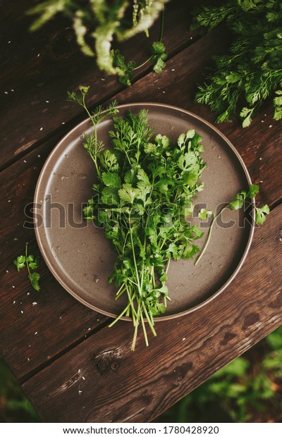 A\
bunch of cilantro, fresh coriander on a wooden dark table. fresh\
greens Rustic style. Authentic still life. Flat\
lay