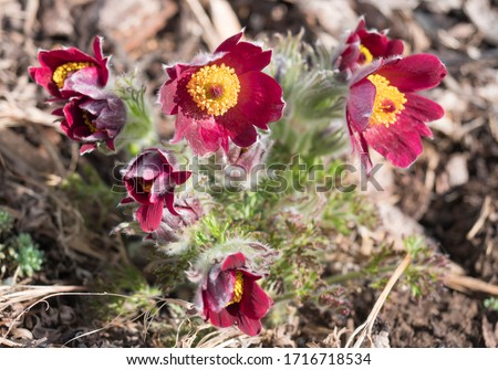 Bunch of close up Pulsatilla pratensis purple violet Flowers. pasque, prairie crocus, and cutleaf anemone crimson flowers covered with small hairs. The first spring easter flowers. Selective focus