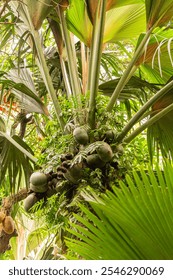 A Bunch Of Coco De Mer Nuts Hanging On A Tree In Vallée De Mai - A Unesco World Heritage Site