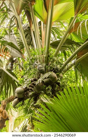 A Bunch Of Coco De Mer Nuts Hanging On A Tree In Vallée De Mai - A Unesco World Heritage Site