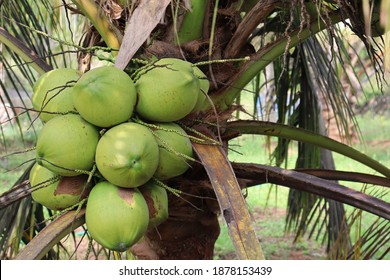 Bunch of coconut in tree. Coconut tree close up view. - Powered by Shutterstock