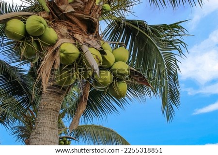 bunch of coconuts, palm tree against a blue sky