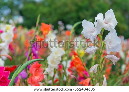 Bunch of colorful Gladiolus flowers in beautiful garden.