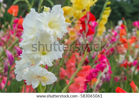 Bunch of colorful Gladiolus flowers in beautiful garden.